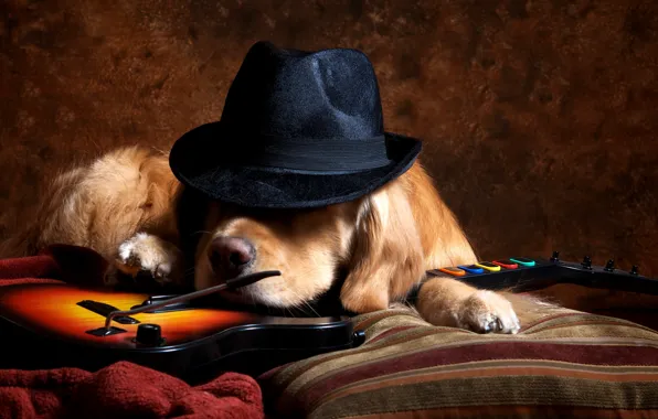 Картинка друг, гитара, собака, шляпа