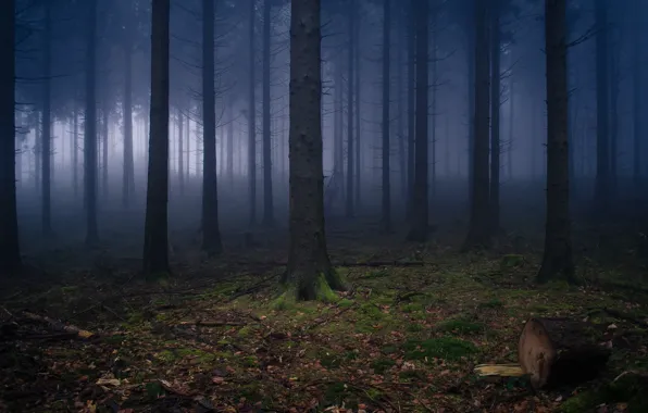 Картинка лес, природа, Германия, дымка, Вильгельмсфельд