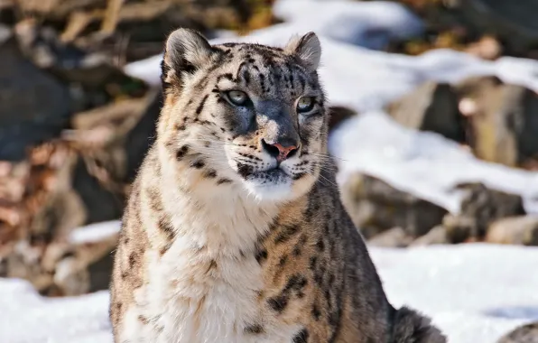 Картинка морда, снег, горы, ирбис, снежный барс, snow leopard, смотрит, uncia uncia, красивый хищник, пушистая кошка, …