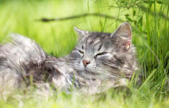 Картинка лето, трава, кот, серый, отдых