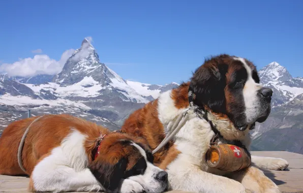 Картинка собаки, снег, горы, вершины, сенбернар, лежат, спасатель