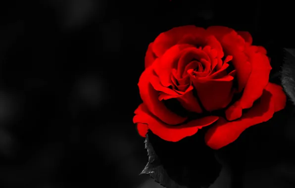 Картинка лепестки, тёмный фон, роза красная