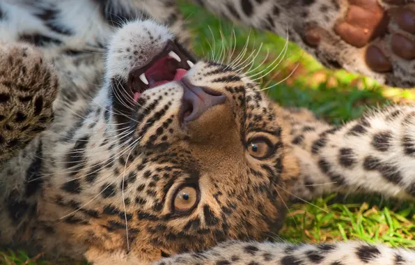 Картинка игра, хищник, мордочка, леопард, котёнок, leopard