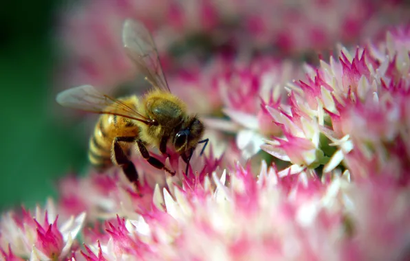 Картинка цветок, пчела, розовый