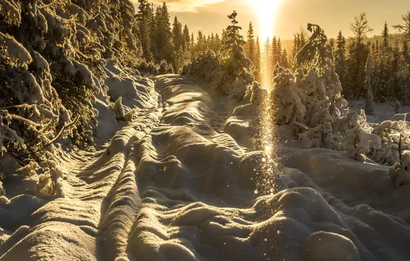 Картинка зима, солнце, свет, снег, деревья, закат