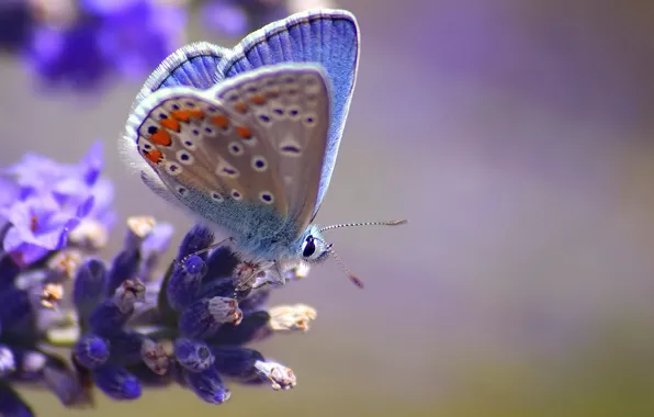 Картинка цветок, макро, бабочка, размытость, голубая