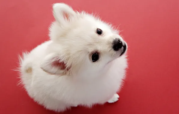 Картинка собака, малыш, щенок, белая