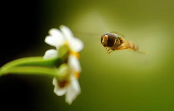 Картинка цветок, зеленый, Пчела