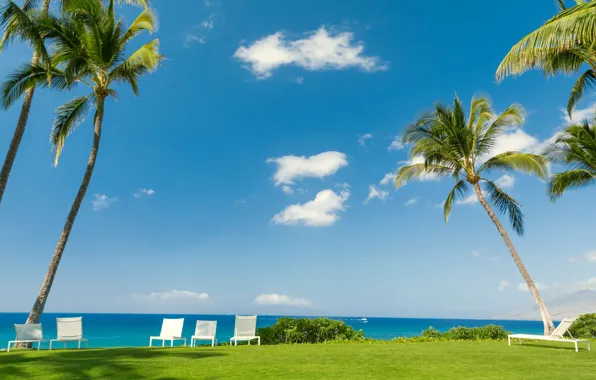 Картинка море, зелень, небо, трава, солнце, облака, тропики, пальмы, газон, отдых, берег, стулья, горизонт, кусты, лежаки, …