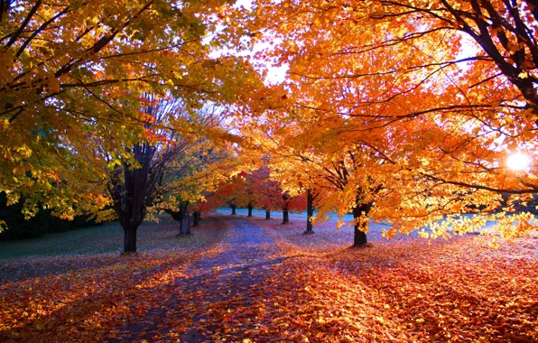 Картинка дорога, осень, деревья, пейзаж, Листья