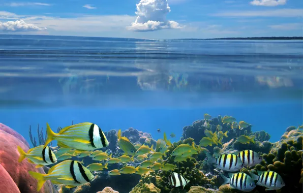 Картинка небо, рыбы, природа, облако, sky, морское дно, cloud, fish, the nature, the sea bottom, Carly, …