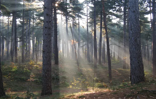 Картинка forest, nature, rays, sun, fog