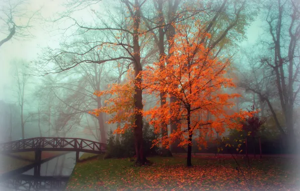 Картинка осень, пейзаж, туман, парк