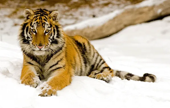 Картинка зима, снег, Тигр