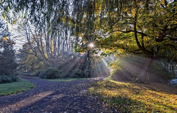 Картинка лес, деревья, дорожка, лучи солнца, Голландия