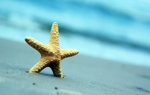 Картинка песок, море, пляж, лето, природа, фон, обои, размытие, wallpaper, морская звезда, широкоформатные, background, полноэкранные, HD …