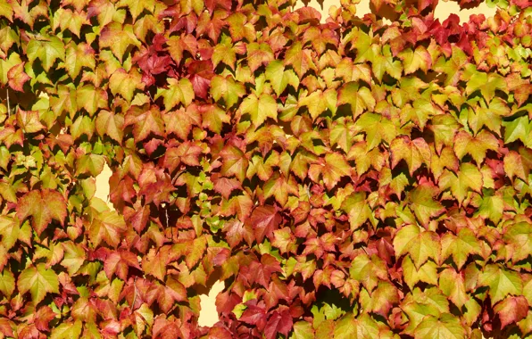 Картинка wall, vine, leaf colors