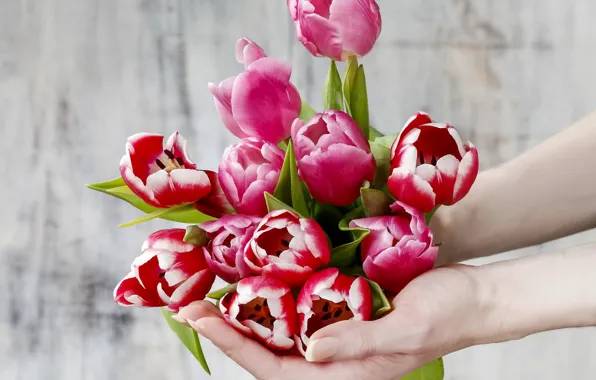 Картинка руки, тюльпаны, flowers, tulips, spring