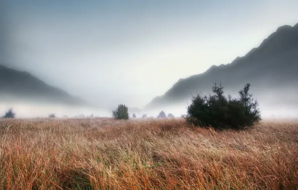Картинка поле, трава, пейзаж, туман