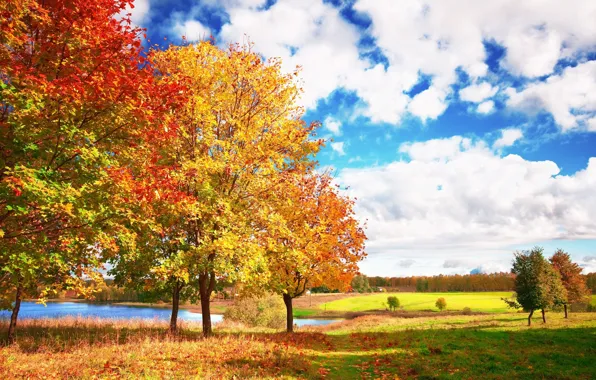 Картинка осень, небо, облака, деревья, голубое, яркие, Autumn