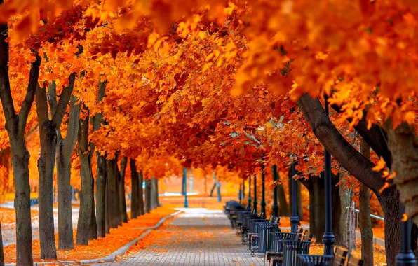 Картинка осень, трава, листья, деревья, скамейка, природа, парк, colors, hdr, grass, прогулка, road, trees, nature, park, …