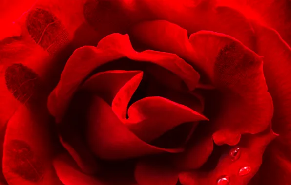 Картинка капли, Роза, red, rose, красная, drops, отпечатки пальцев