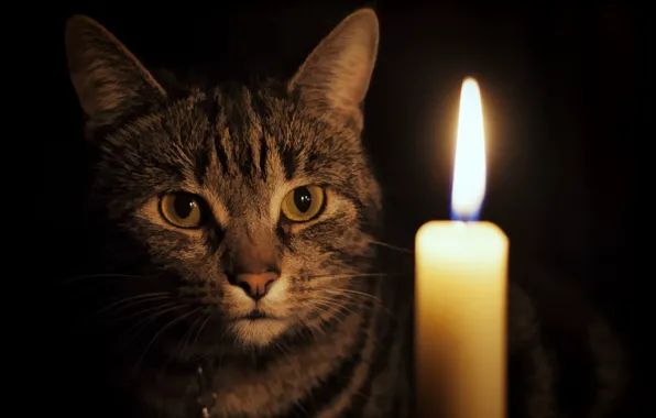 Картинка кошка, взгляд, свеча