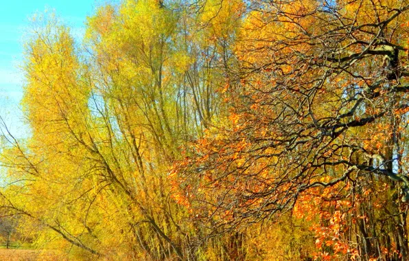 Картинка осень, листья, деревья, ветви, Nature, trees, yellow, жёлтые, autumn, leaves, fall