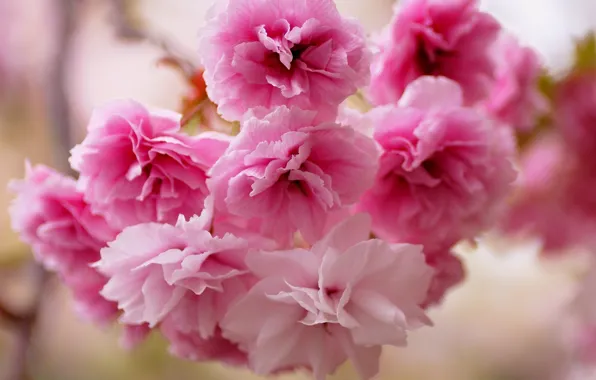 Картинка цветы, сакура, розовые