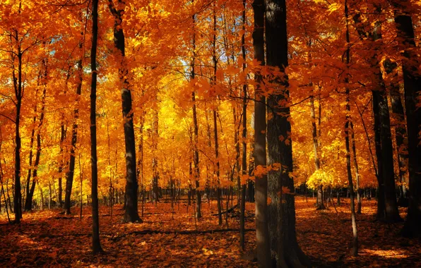 Картинка осень, природа, стволы, листва, оранжевая