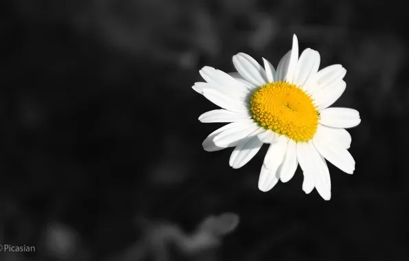 Картинка white, black, flower, yellow, nectar