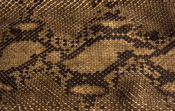 Картинка змеи, текстура, чешуя, кожа
