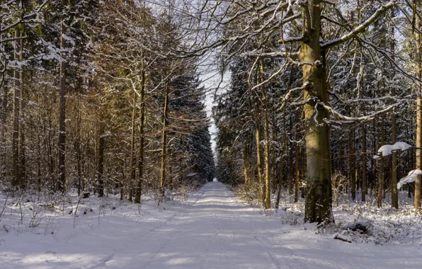 Картинка forest, road, trees, winter, snow, shadows, sunlight