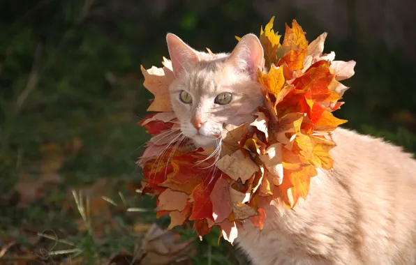 Картинка кошка, кот, листья, клён