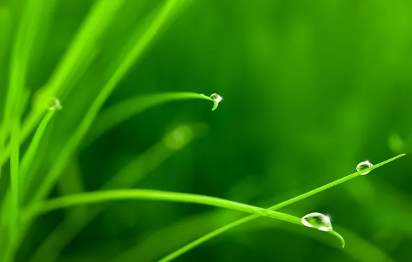 Картинка зелень, трава, вода, капли, макро