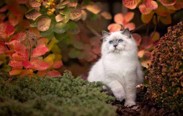 Картинка осень, кошка, листья, поза, котенок, растения, пушистый, сад, сидит, голубоглазый, кустики, рэгдолл