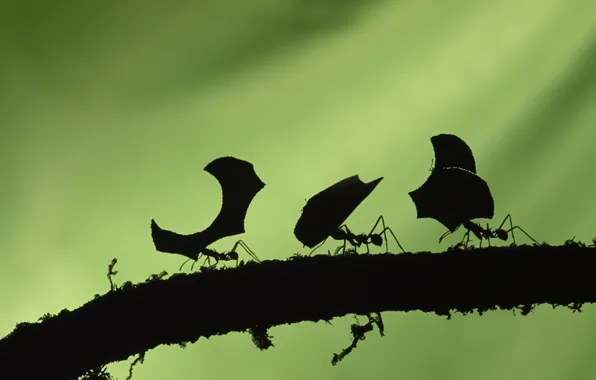 Картинка муравьи, зеленый фон, трудяги