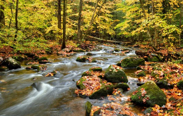 Картинка осень, лес, листья, деревья, река, камни, поток