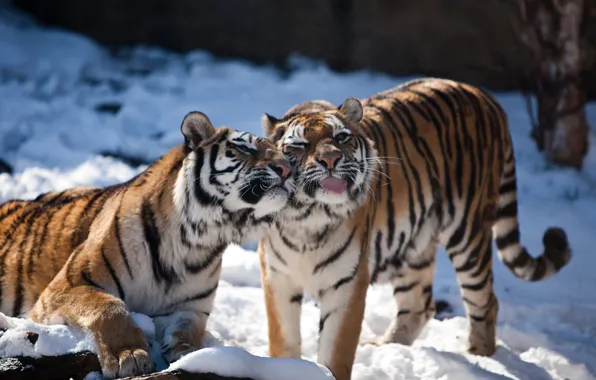 Картинка язык, кошка, снег, тигр, пара, амурский