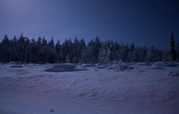 Картинка лес, небо, снег, деревья, ночь, Зима, звёзды, мороз, лунный свет, forest, sky, trees, nature, night, …