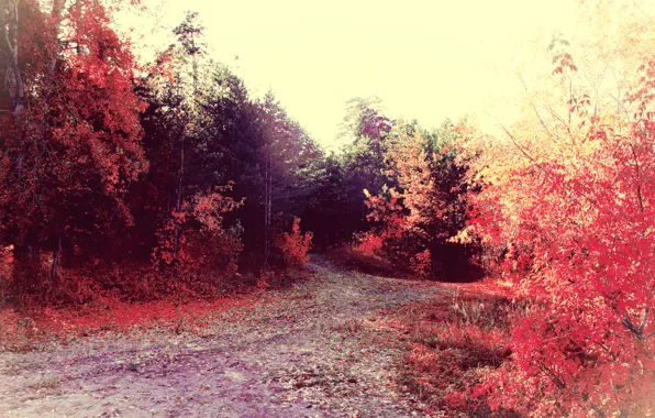 Картинка дорога, осень, лес, деревья, листва