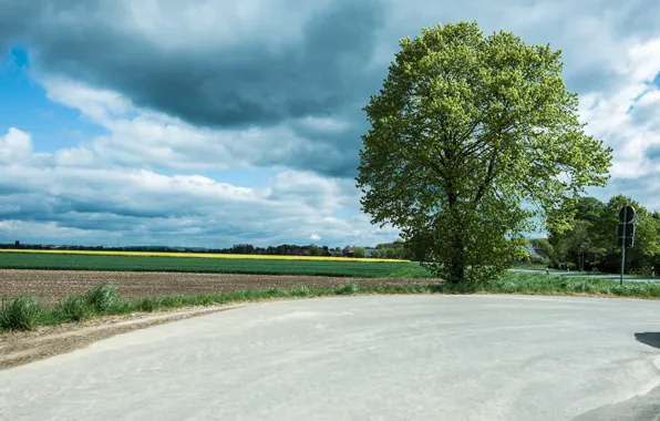 Картинка дорога, поле, лето, облака, дерево, road, field, clouds, tree, Summer