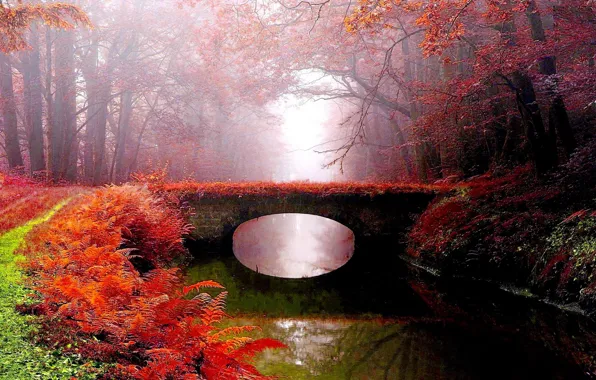 Картинка осень, мост, туман, парк, река