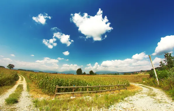 Картинка дорога, поле, небо, облака, кукуруза, изгородь