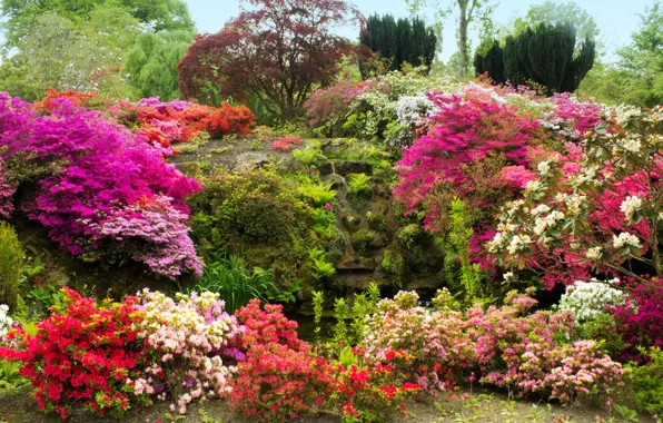 Картинка деревья, цветы, камни, мох, сад, Великобритания, кусты, азалия, Bodnant Gardens Wales