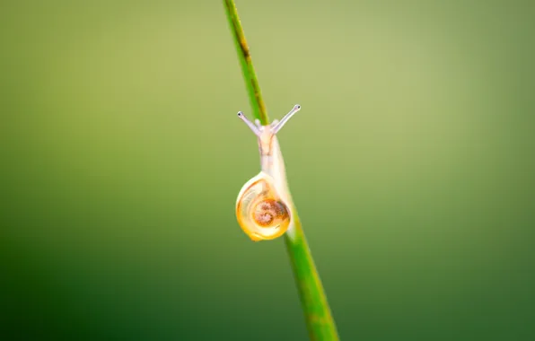 Картинка shell, snail, stalk