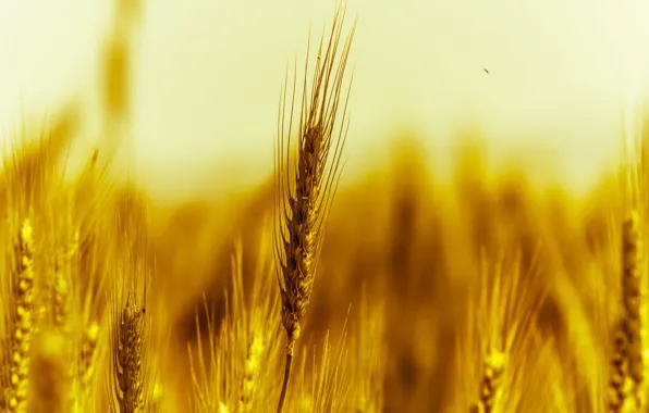 Картинка пшеница, поле, макро, желтый, природа, фон, widescreen, обои, рожь, колоски, wallpaper, колосья, field, широкоформатные, background, …