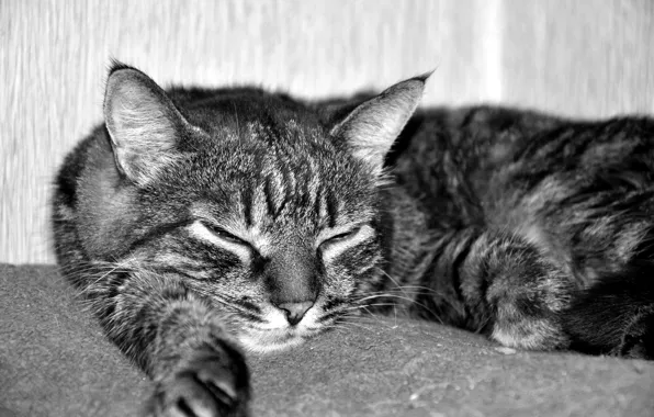 Картинка кот, отдых, сон, полотенце, комод, черно белая.