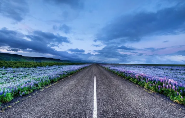 Картинка дорога, цветы, горизонт, Исландия