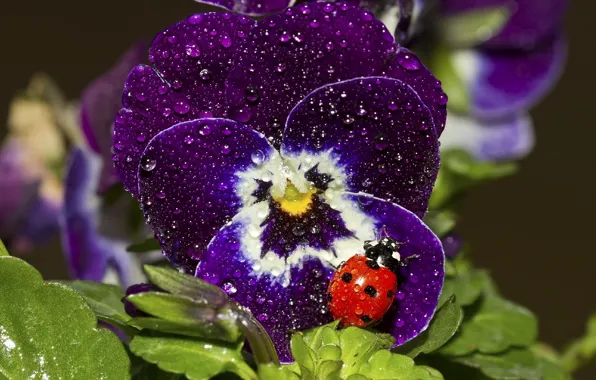 Картинка Purple, Flowers, Macro, Leaves, Water Drops, Lady Bug